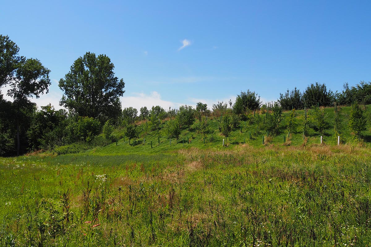 aufgeforstete Innenseite der bewachsenen Steilböschung an der westlichen Abbaugrenze