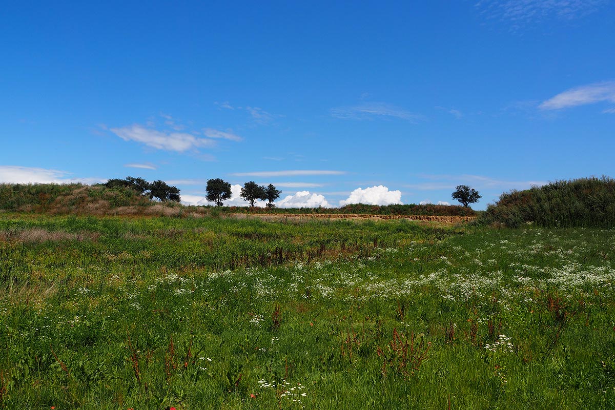 Blick aus der bereits landwirtschaftlich genutzten Rekultivierungsfläche in Richtung des Abbaus
