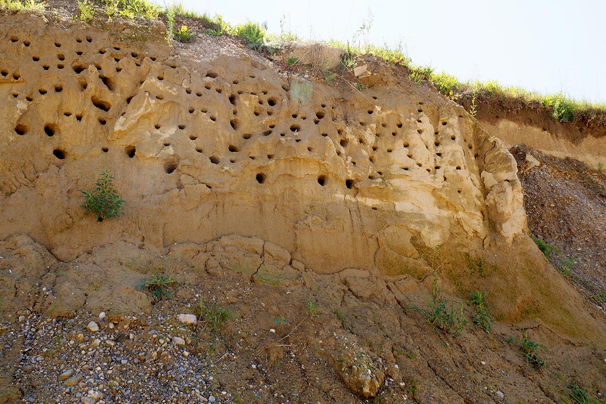 durch die Abbautätigkeit temporär entstehende Brutwände für Uferschwalben